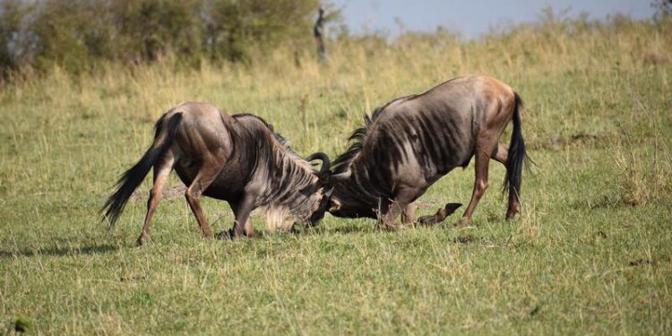 2 trillion motives for a bulls charge