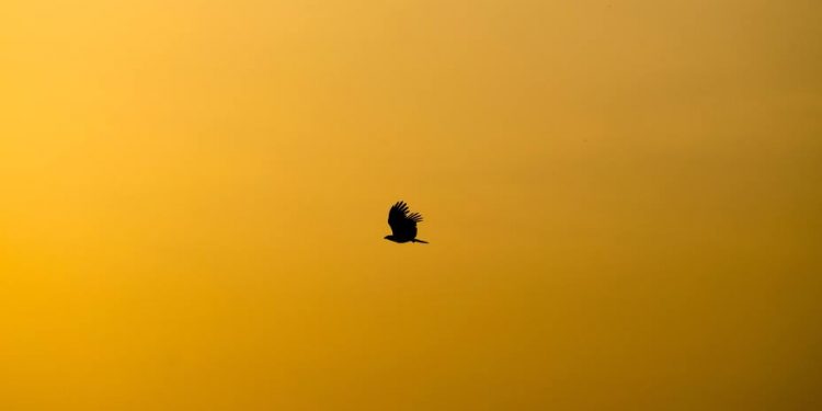 Gold price steady after turbulent trading sessions