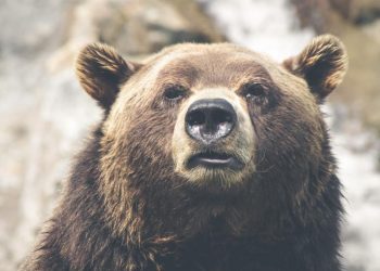Bear market on sight