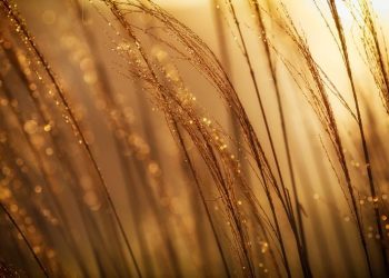 Gold price fell on growing fears of less demand from central banks