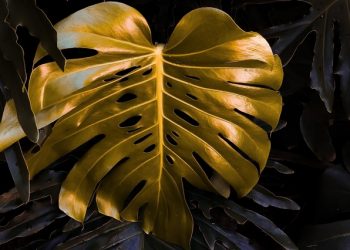 Gold and Oil 26/05/2020