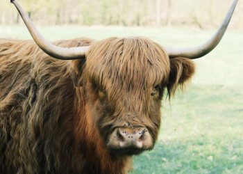 Jobless claims pressure the Bulls