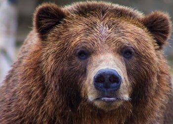 The Bears have nowhere to hide